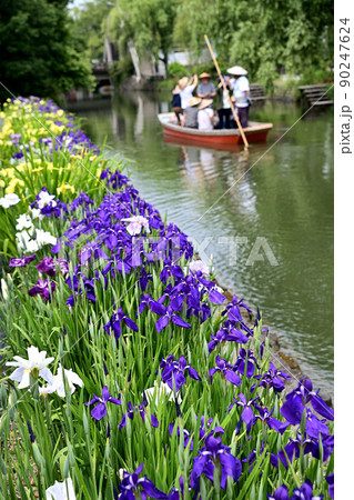 柳川市 川下り 巡る掘割 花菖蒲 柳川市 川下り 巡る掘割 花菖蒲 90247624