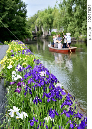 柳川市　川下り　巡る掘割　花菖蒲 90247626