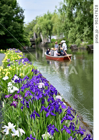 柳川市　川下り　巡る掘割　花菖蒲 90247628
