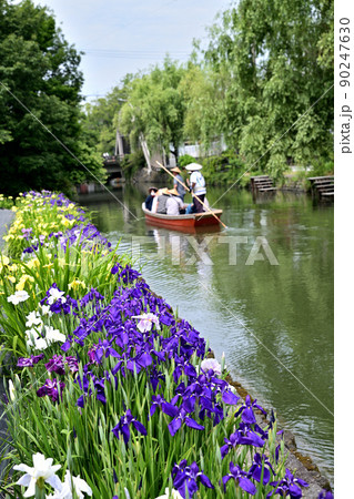 柳川市 川下り 巡る掘割 花菖蒲 柳川市 川下り 巡る掘割 花菖蒲 90247630