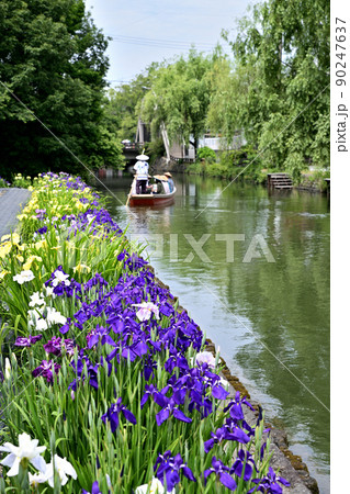 柳川市 川下り 巡る掘割 花菖蒲 柳川市 川下り 巡る掘割 花菖蒲 90247637