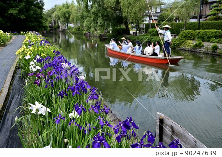 柳川市　川下り　巡る掘割　花菖蒲 90247639