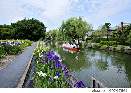 柳川市 川下り 巡る掘割 花菖蒲 柳川市 川下り 巡る掘割 花菖蒲 90247641
