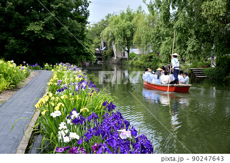 柳川市 川下り 巡る掘割 花菖蒲 柳川市 川下り 巡る掘割 花菖蒲 90247643