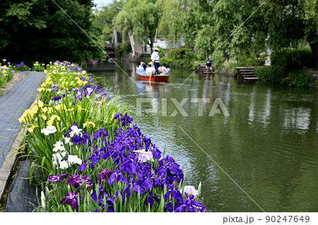 柳川市 川下り 巡る掘割 花菖蒲 柳川市 川下り 巡る掘割 花菖蒲 90247649