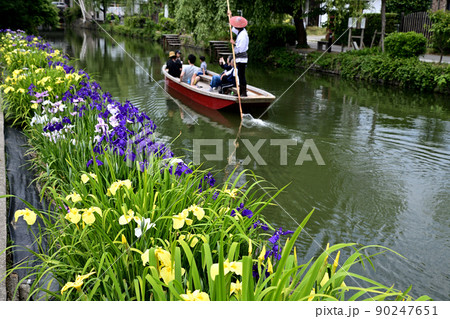 柳川市 川下り 巡る掘割 花菖蒲 柳川市 川下り 巡る掘割 花菖蒲 90247651
