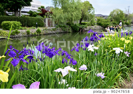 柳川市 川下り 巡る掘割 花菖蒲 柳川市 川下り 巡る掘割 花菖蒲 90247658