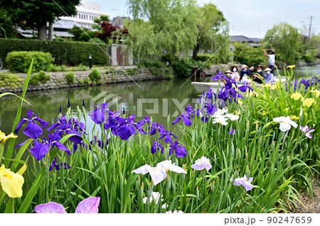 柳川市 川下り 巡る掘割 花菖蒲 柳川市 川下り 巡る掘割 花菖蒲 90247659