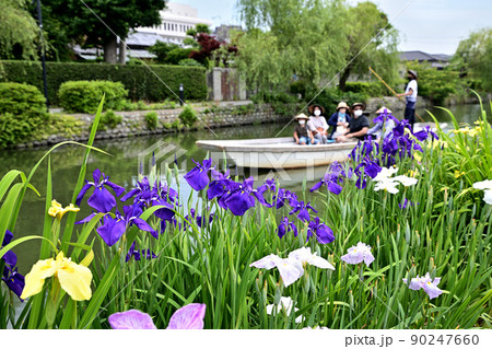 柳川市　川下り　巡る掘割　花菖蒲 90247660