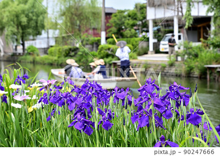 柳川市　川下り　巡る掘割　花菖蒲 90247666