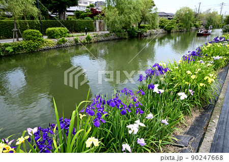 柳川市 川下り 巡る掘割 花菖蒲 柳川市 川下り 巡る掘割 花菖蒲 90247668