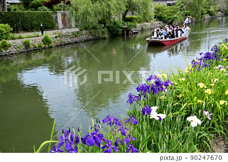 柳川市　川下り　巡る掘割　花菖蒲 90247670