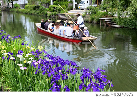 柳川市　川下り　巡る掘割　花菖蒲 90247675