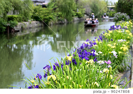 柳川市 川下り 巡る掘割 花菖蒲 柳川市 川下り 巡る掘割 花菖蒲 90247808