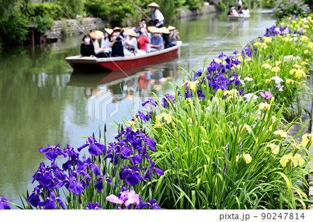 柳川市 川下り 巡る掘割 花菖蒲 柳川市 川下り 巡る掘割 花菖蒲 90247814