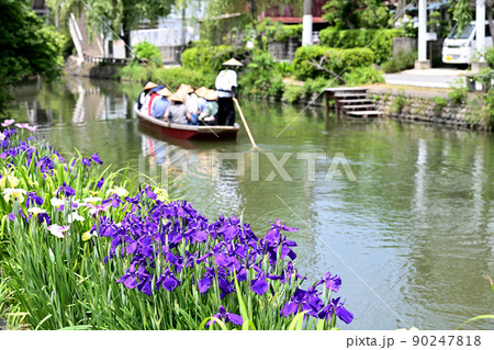 柳川市 川下り 巡る掘割 花菖蒲 柳川市 川下り 巡る掘割 花菖蒲 90247818