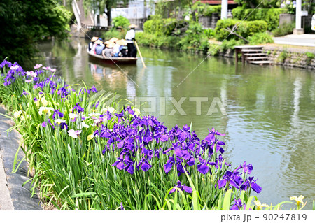 柳川市　川下り　巡る掘割　花菖蒲 90247819