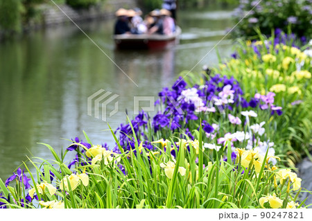柳川市　川下り　巡る掘割　花菖蒲 90247821
