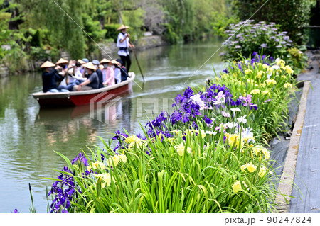 柳川市 川下り 巡る掘割 花菖蒲 柳川市 川下り 巡る掘割 花菖蒲 90247824