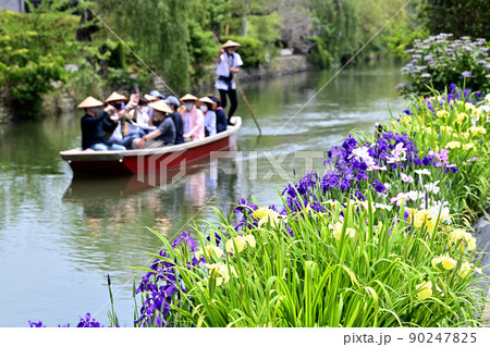 柳川市 川下り 巡る掘割 花菖蒲 柳川市 川下り 巡る掘割 花菖蒲 90247825