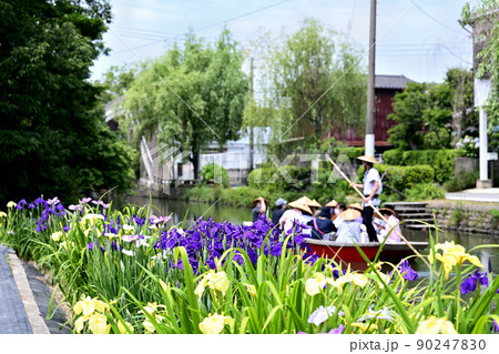 柳川市　川下り　巡る掘割　花菖蒲 90247830
