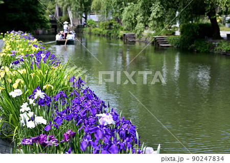 柳川市　川下り　巡る掘割　花菖蒲 90247834