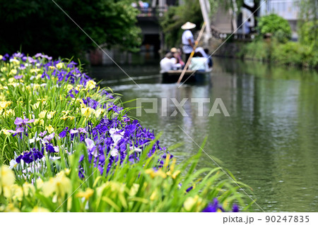 柳川市　川下り　巡る掘割　花菖蒲 90247835