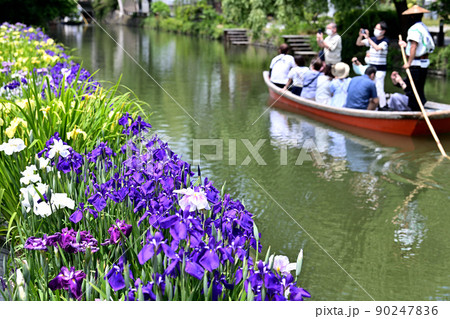 柳川市　川下り　巡る掘割　花菖蒲 90247836