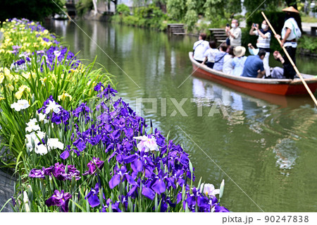 柳川市 川下り 巡る掘割 花菖蒲 柳川市 川下り 巡る掘割 花菖蒲 90247838