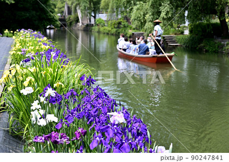 柳川市　川下り　巡る掘割　花菖蒲 90247841