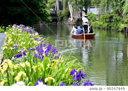 柳川市 川下り 巡る掘割 花菖蒲 柳川市 川下り 巡る掘割 花菖蒲 90247849