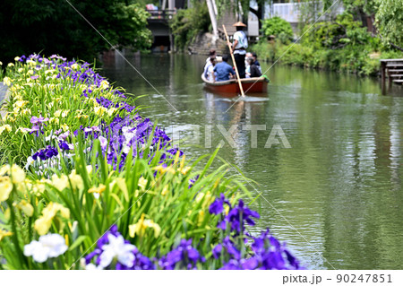 柳川市 川下り 巡る掘割 花菖蒲 柳川市 川下り 巡る掘割 花菖蒲 90247851