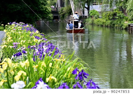 柳川市 川下り 巡る掘割 花菖蒲 柳川市 川下り 巡る掘割 花菖蒲 90247853