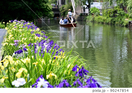 柳川市 川下り 巡る掘割 花菖蒲 柳川市 川下り 巡る掘割 花菖蒲 90247854