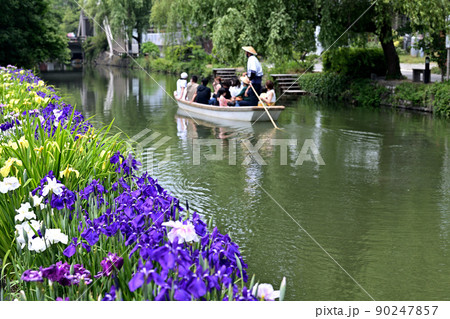 柳川市 川下り 巡る掘割 花菖蒲 柳川市 川下り 巡る掘割 花菖蒲 90247857