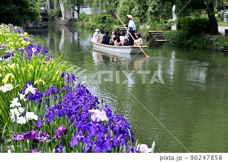 柳川市 川下り 巡る掘割 花菖蒲 柳川市 川下り 巡る掘割 花菖蒲 90247858