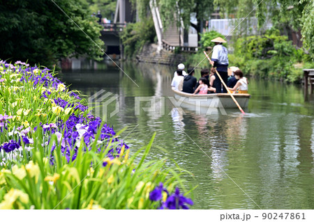 柳川市 川下り 巡る掘割 花菖蒲 柳川市 川下り 巡る掘割 花菖蒲 90247861
