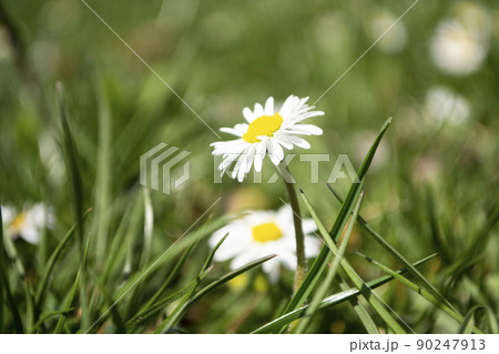 Daisies on a background of green grass in spring close-up. Daisies on a background of green grass in spring close-up. 90247913