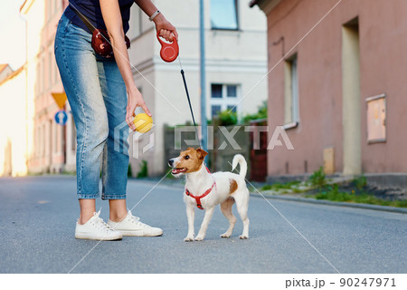 Dog walking at city street with his owner, Pet playing with toy ball, Jack russell terrier cute portrait Dog walking at city street with his owner, Pet playing with toy ball, Jack russell terrier cute portrait 90247971
