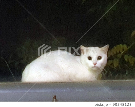 猫 道猫 屋外 90248123