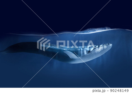 World oceans day. The blue whale swimming near a surface with a view of the blue sky. 90248149