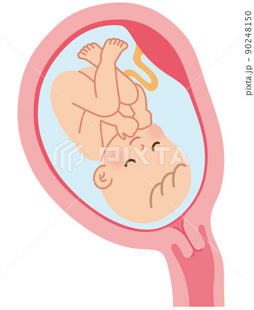 子宮の中の赤ちゃん　妊娠中の母体の仕組み　出産 90248150