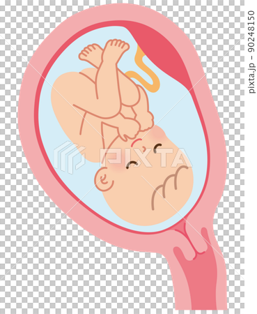 子宮の中の赤ちゃん　妊娠中の母体の仕組み　出産 90248150