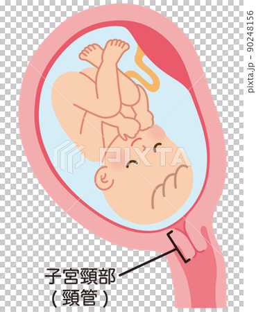 嬰兒在子宮裡 母親在懷孕期間的工作方式 分娩 90248156
