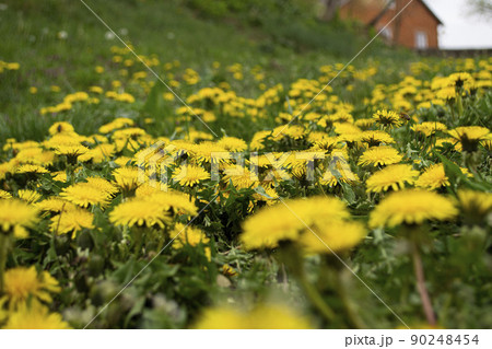 Yellow dandelions on a field close-up in spring.  90248454
