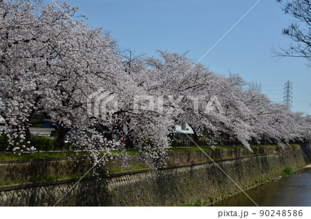 天神川のサクラ 天神川のサクラ 90248586