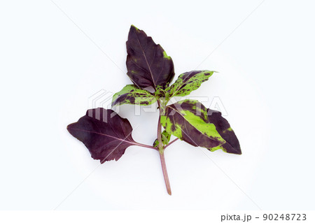 Basil leaves on white background. Basil leaves on white background. 90248723