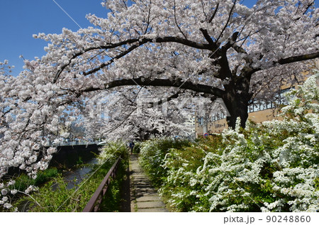 天神川の春 90248860