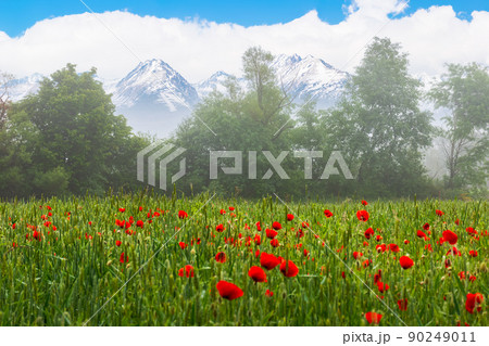 red poppy flowers blooming on a foggy morning. beautiful rural summer nature scenery. high tatra mountain ridge with snow capped peaks in the distance. clouds on the blue sky red poppy flowers blooming on a foggy morning. beautiful rural summer nature scenery. high tatra mountain ridge with snow capped peaks in the distance. clouds on the blue sky 90249011