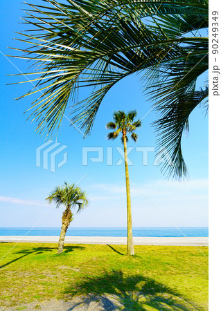 三重県】七里御浜海岸 ヤシの木の写真素材 [90249349] - PIXTA